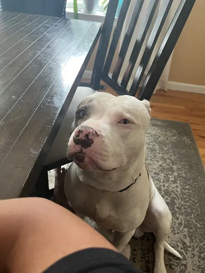 Logo of Plum Perfect Pool & Spa